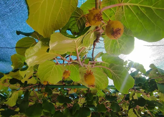 Istriamazing Apartament Pula